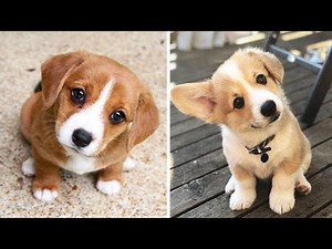 🤣Funny Dog Videos 2021🤣 🐶 It's time to LAUGH with Dog's life #6| Cute Buddy