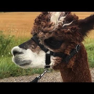 S.A.M.Y's Alpaca Farm in Kerwood lets you walk alpacas