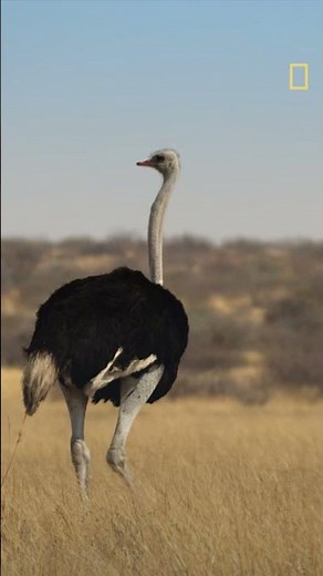 Meet Barry the honey badger. His 9-5 looks a bit different than ours.