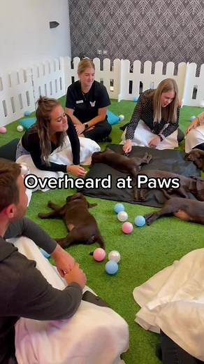 Heartwarming Puppy Therapy Session Quotes