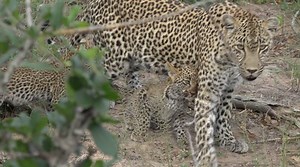 The newest litter of tiny leopard cubs has been spotted on a recent #safariLIVE drive -- and they couldn't possibly be cuter. Watch more: http://on.natgeo.com/1RILPX5 | National Geographic Animals
