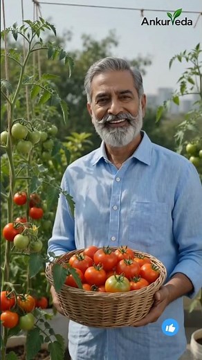 How to Grow Maximum Tomatoes at Home | Complete Tomato Growing Guide | Get More Flowers & Fruits