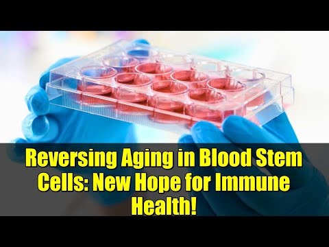 Reversing Aging in Blood Stem Cells: New Hope for Immune Health!