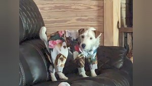 10K views · 216 reactions | These are the same PJs that our tiny babies wear. Today I tried them Simon. He loves them! | Mystic Rock Miniature Horses | Facebook