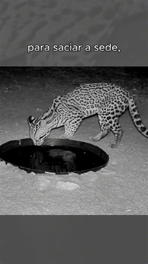 What did the cameras record in the Caatinga at night?
