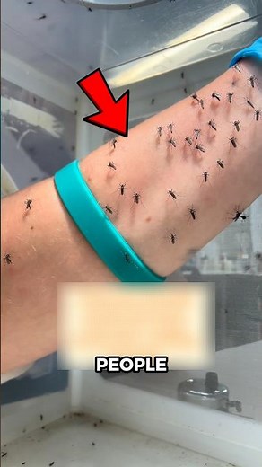 If Mosquitoes Keep Appearing in Your Home… Don’t Ignore This
