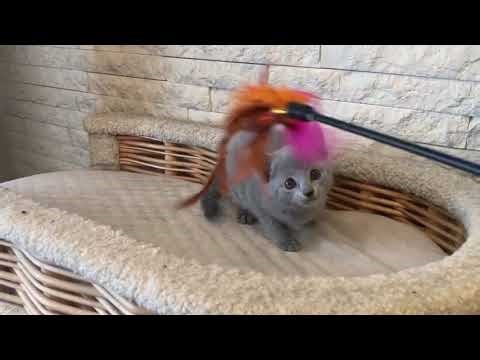 Diva Russian Blue Female