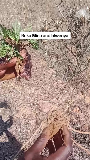 Exploring the Beauty of Rooted Plants and Nature