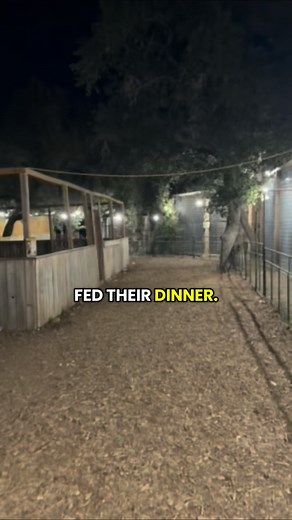Visit www.texaswildlifepark.com or call us at 830-928-9353 to reserve your tour. Please remember, we are by appointment only, so be sure to book in advance. We do not offer refunds for cancellations. Tours may be rescheduled at no additional cost if arranged at least 48 hours before your scheduled visit. Reschedule requests made within 48 hours of the tour time cannot be accommodated. | Texas Wildlife Park