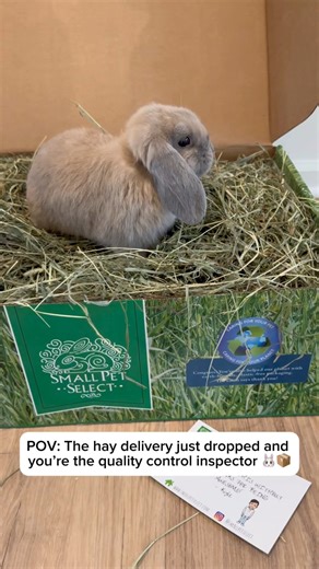 📦 Hay delivery day = best day ever!! Fresh hay endless munching. Don’t bother me, I’m living the dream one bite at a time 😎🌾 – Buster 🐰🐾#BusterTheBun #BurrowLife #GrayCedarBurrow #Bunnyapolis #HayDay #SnackInspector #BoxGoals | Gray Cedar Home