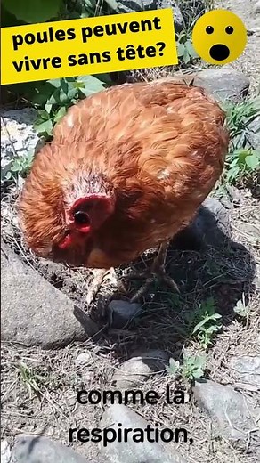 L'incroyable histoire d'une poule sans tête