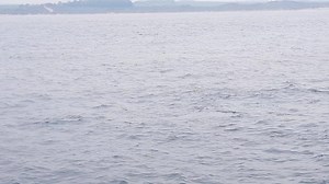 30K views · 485 reactions | The fog cleared after a day and a half and we stumbled upon 6 Bottlenose Dolphins and they gave us a real show. They dont half brighten up a dull day. Its along video everyone and there is moments when nothings happens but it well worth the wait. Enjoy | Serenity Boats | Facebook