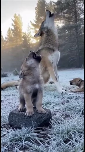 Baby Wolf Tries to Roar