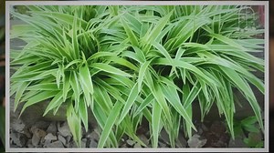 An Ultimate Guide to Home Decor Ideas with Spider Plants