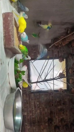 My Bird Pets / Daily Aviary Routine Feeding & Care#Budgies#PetBirds#BirdCare #DailyRoutine#BirdLover