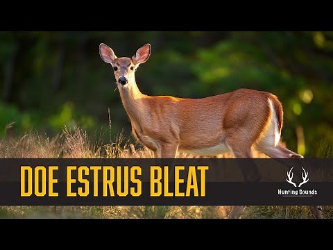 Whitetail Doe Estrus Bleat {Sound Only}