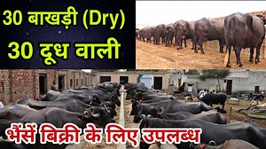 7.7K views · 464 reactions | 30 Milking & 30 Dry Buffaloes available for sale near Hisar | Sansaniwal Dairy Farm | Facebook