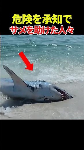 The result of rescuing a shark that had been washed ashore...