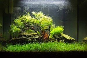 Dwarf Hairgrass Care Guide: Carpet, How to Plant And More...