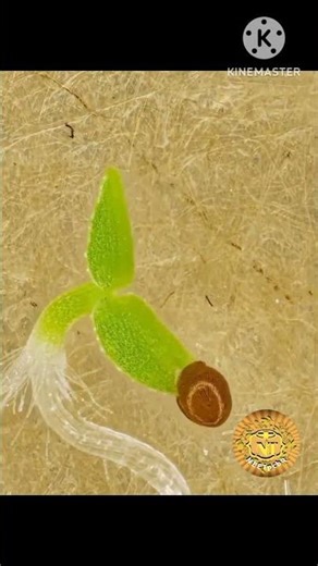 Seeds as biological time capsulesDID YOU KNOW?