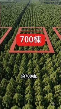 木は、切りませんでした…日本一の屋根「檜皮葺」の本当の作り方