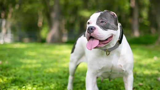 Cropping Dog Ears: Why Is It Done and How It Affects Canines