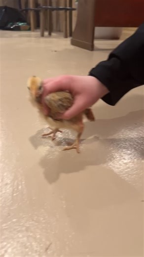 Its chick season💁🏼‍♀️🐥
