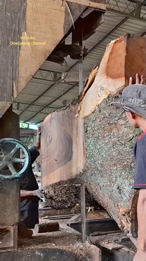 green wood in sawn to get the best grain #youtube #shorts #woodworking #america
