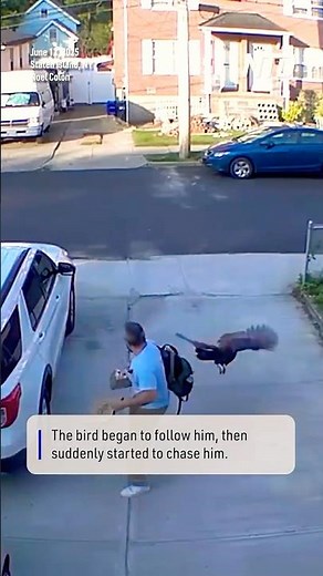 Wild Turkey Chases Man in Staten Island Driveway