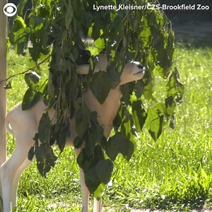 A baby addax was seen jumping around alongside its mom in its enclosure at the Brookfield Zoo in Illinois recently. The species of African antelope is critically endangered, with estimates of possibly less than 100 left in the wild. | KTVN 2 News