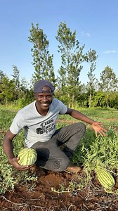 This Critical Stage in watermelon fruit development Decides Everything! Don't Let Your Watermelons Fail at the Finish Line . The period from fruit set to this stage is the most demanding and vulnerable phase in watermelon growing. It's at this stage your crop faces intense challenges,relentless pest attacks, skyrocketing nutrient requirements, and an insatiable demand for water. This is the make-or-break window for calcium uptake. Get it right early, and your fruits develop strong and healthy. M