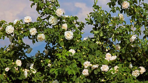 10 Types of Pure White Roses