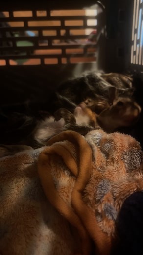 Secret Squirrel Wildlife Rehabilitation on Reels