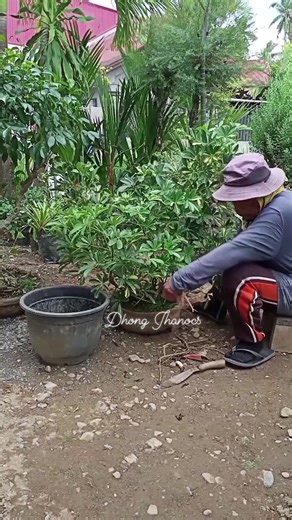 Himoon ko nalang #bonsai ning 10yrs old na umbrella tree #schefflera | Dhong Jhanocs