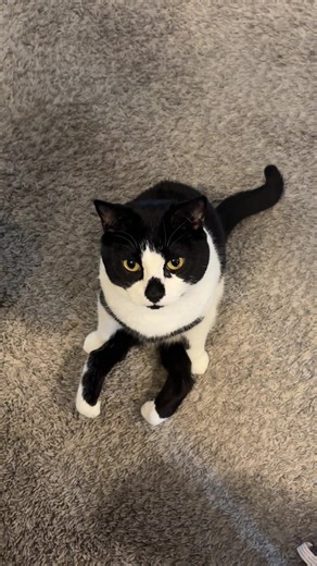 Cat Waiting for Bacon: Tuxedo Cat's Adorable Moment