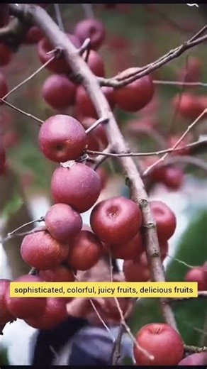 Juicy Colourful delicious Fruits| Grows in China|#ChineseFruits #FruitLover #Food shorts