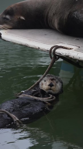 1.2M views · 10K reactions | Sea otter holding on to some line not to drift and the sea lion resting on the swim deck of the boat | Slater Moore Photography | Facebook