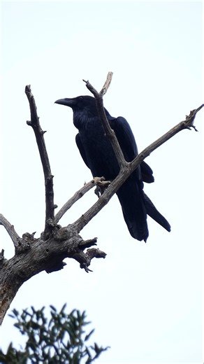 Common Raven 🐦‍⬛Raven's Lounge #commonraven