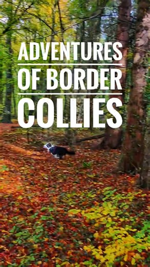 Adventures of Border Collies #bordercollie #dog #shorts
