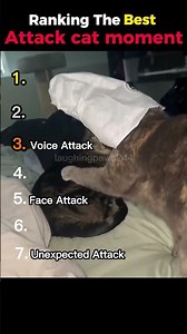 Ranking the best attack cat moments #ranking #funny #cat