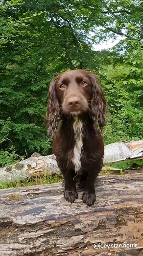 they just know how to have a good time🤪🫣 #fyp #funny #doglife #spaniel #Springer | English Springer Spaniel Love