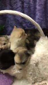 72K views · 4.1K reactions | Pomsky puppies for sale from 2 different...