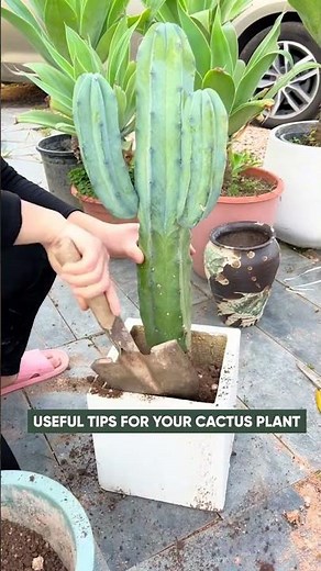 How to Repot Cactus Without Getting Poked! 🌵 Safe & Easy