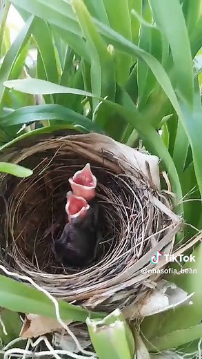 Chim non đã nở: Khám phá thế giới chim sẻ