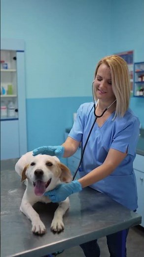 Why Your Dog Suddenly Stopped Eating