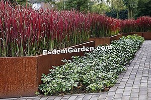 Imperata Cylindrica 'Red Baron' 🌿 Tudo Sobre Jardinagem E Projeto Do Jardim - 2025