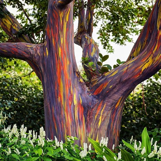 50 Rainbow Eucalyptus Seeds: Eucalyptus Deglupta, Fast Growing Tree - Etsy