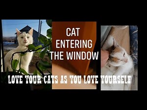 When my cat entering the window instead of door.