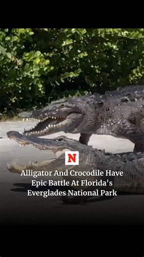 An onlooker was stunned to see an alligator and crocodile enthralled in an epic battle at Everglades National Park. South Florida is the only place in the world where the American crocodile and American alligator can be found together in the wild, according to the U.S. Geological Survey. | Newsweek