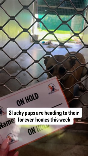 These lucky pups are officially ADOPTED! 🐾💕They're on hold this week as they get ready to head off to their forever homes 🏡 ✨ #AdoptDontShop #K9Rescue | K9 Rescue Group